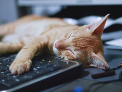 猫がキーボードで昼寝している